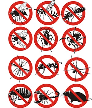 obtener un precio de una empresa de exterminio que puede retiro los escarabajos de su hogar o negocio en Biola California y ayudarle a prevenir futuras infestaciones